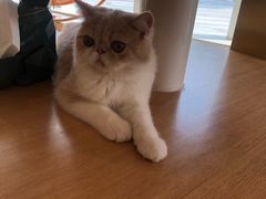 -飞行喵MR PILOT|猫舍·猫咖(静安大融城店)
