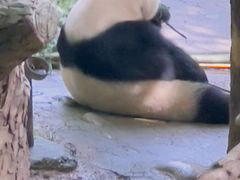 -都江堰中华大熊猫苑