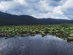 -腾冲北海湿地