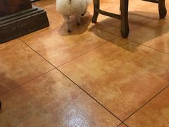 -more than meow吴止猫主题餐厅(承德 中船汇店)