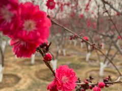 -永定河休闲森林公园