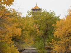 -金塔沙漠胡杨林景区