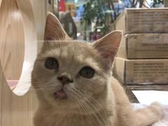-屋虎猫馆(宝安大仟里店)