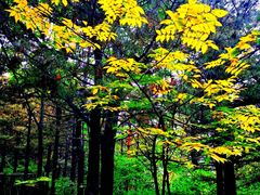 -昆嵛山石门里景区