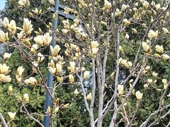 -海棠花溪(元大都城垣遗址公园)