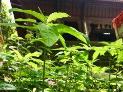 -涂山寺素食餐厅