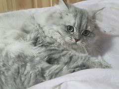 -喵百万·布偶·蓝金金渐层英短·猫舍(百子湾店)