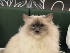 -安格丽娜·狗咖·猫咖羊驼咖(春熙路百盛商场店)