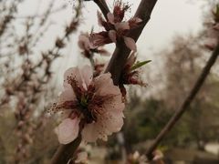 -桃花堤公园