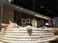 -藏猫猫咖啡主题馆(中央大道店)