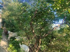 -北京十三陵国家森林公园蟒山景区