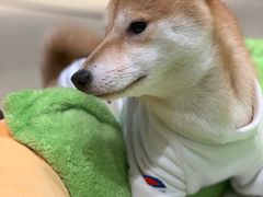-逗柴咖啡屋·狗咖猫咖宠物桌游