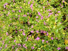 -鼓浪屿钢琴博物馆