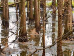 -桤木河湿地公园