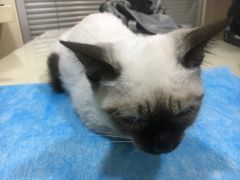 -芭比堂宠物医院·全科爱猫医院·仁德分院