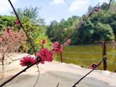 -南国桃园旅游度假区