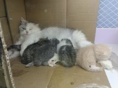 -喵的天空名猫咖啡馆·撸猫·猫舍·用品