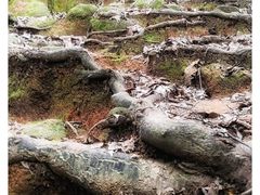 -火炉山森林公园