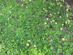 -永定河休闲森林公园