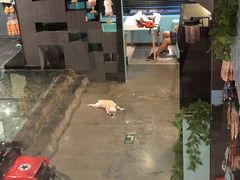 -百好乐宠物友好餐厅(朝外大街店)