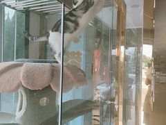 -糯米喵星人总部直营旗舰店·猫舍·幼猫出售