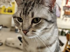 -平行世界·猫咖(首经贸店)