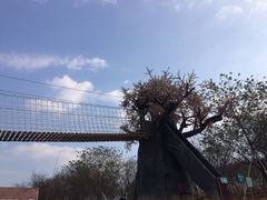 天适樱花悠乐园-天适樱花悠乐园