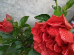 -谭家菜农夫山庄