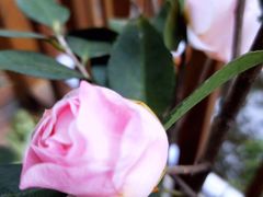 -三圣花乡旅游区