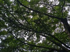 -重庆平顶山公园