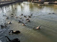 -溱湖国家湿地公园