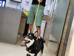 -爱侣宠医·鹦鹉专科·小型哺乳类·异宠专科(灵石路店)