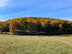 -乌兰布统景区-白桦林