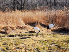 -钏路市丹顶鹤自然公园