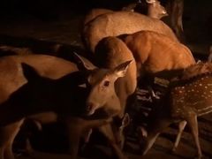 -清迈夜间动物园