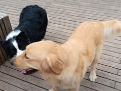 -趣多多宠物公园·宠物训犬学校·宠物寄养