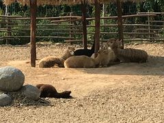 -泉州海丝野生动物世界