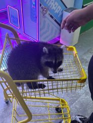 -神奇动物撸宠馆·羊驼·小浣熊·异宠(豫园店)
