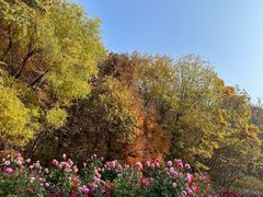-香炉山国家森林公园