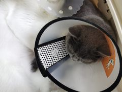 -宠颐生中康贝怡动物医院