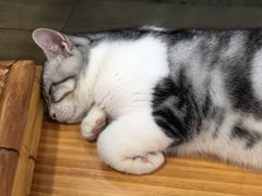 -李小姐の猫咖啡馆(五角场店)
