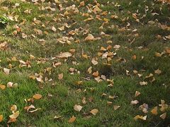 -四川大学(华西校区)