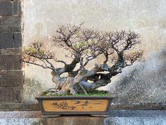 -朱家花园