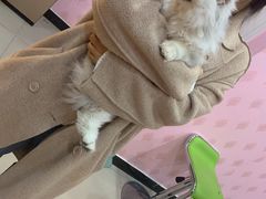 -喵百万·布偶·蓝金金渐层英短·猫舍(百子湾店)