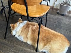 -肥朵食堂(带梦胡同店)