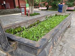 -报恩寺(平武县)