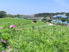 -大塘金香草谷