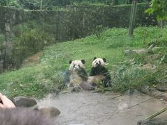 -都江堰中华大熊猫苑