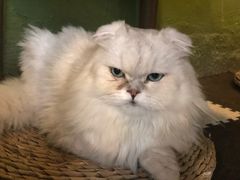 -猫猫幼稚园·撸猫·桌游·电玩