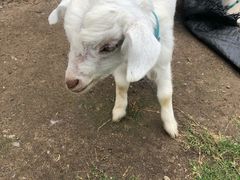 -前小桔亲子创意农场·草莓采摘·露营烧烤